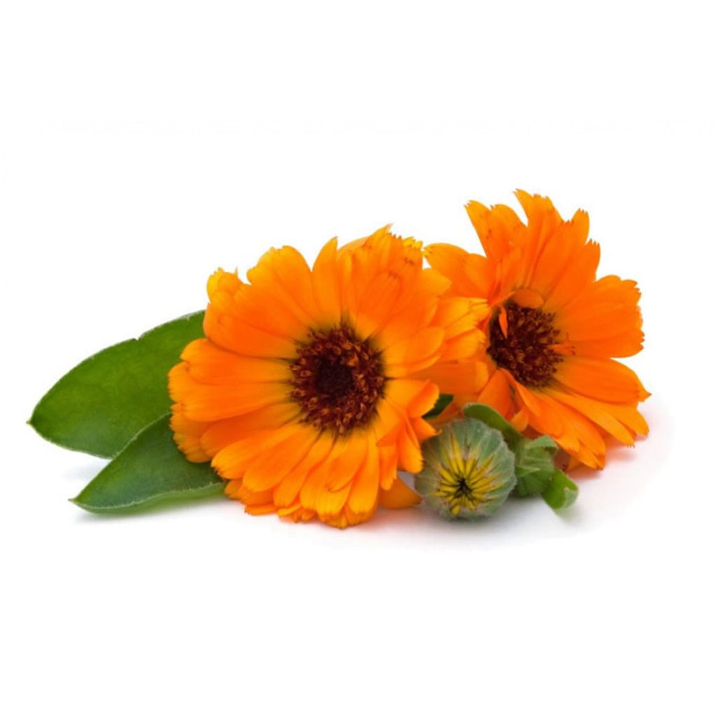 BIO FACE CREAM CALENDULA - 50 ml