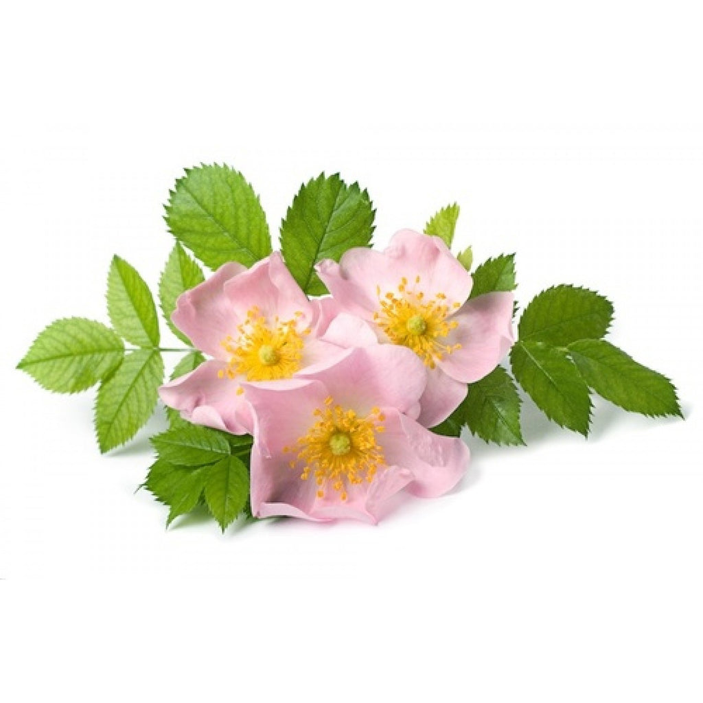 ROSE HIP OIL 20 ml